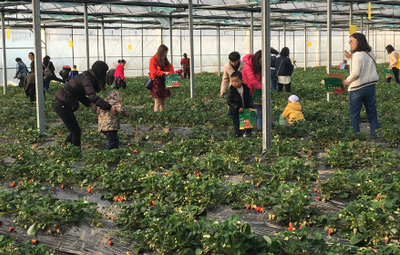 相約采摘草莓，盡享田園樂趣